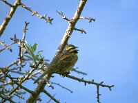 Emberiza cirlus 6, Cirlgors, Saxifraga-Piet Munsterman