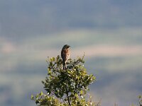 Emberiza cirlus 7, Cirlgors, Saxifraga-Dirk Hilbers