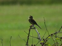 Emberiza cirlus 8, Cirlgors, Saxifraga-Henk Sierdsema