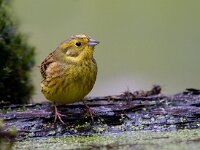 Geelgors  Geelgors bij vogelhut Garderen : Emberiza citrinella