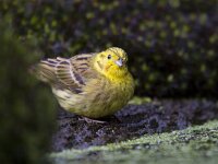 Emberiza citrinella 44, Geelgors, Saxifraga-Jan Nijendijk