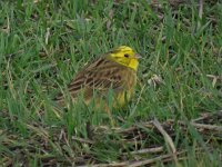 Emberiza citrinella 52, Geelgors, Saxifraga-Henk Sierdsema