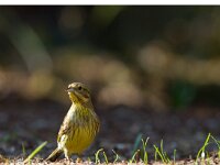 Geelgors  Geelgors bij vogelhut Garderen : Emberiza citrinella