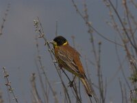 Emberiza melanocephala 2, Zwartkopgors, Saxifraga-Lianne Schroeder