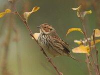 Emberiza pusilla 3, Dwerggors, Saxifraga-Mark Zekhuis