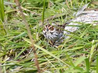 Emberiza pusilla 4, Dwerggors, Saxifraga-Bart Vastenhouw