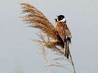 Emberiza schoeniclus 1, Rietgors, male, Saxifraga-Piet Munsterman