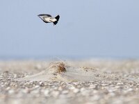 Eremophila alpestris 11, Strandleeuwerik, Saxifraga-Mark Zekhuis