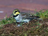 Eremophila alpestris 29, Strandleeuwerik, Saxifraga-Bart Vastenhouw