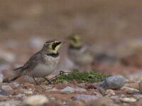 Eremophila alpestris 3, Strandleeuwerik, Saxifraga-Mark Zekhuis