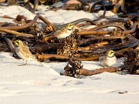 Eremophila alpestris 32, Strandleeuwerik, Saxifraga-Bart Vastenhouw