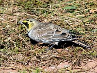 Eremophila alpestris 33, Strandleeuwerik, Saxifraga-Bart Vastenhouw