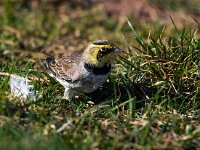 Eremophila alpestris 9, Strandleeuwerik, Saxifraga-Bart Vastenhouw