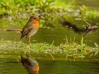 Erithacus rubecula 10, Roodborst, adult, Saxifraga-Theo Verstrael