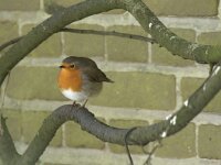 Erithacus rubecula 148, Roodborst, Saxifraga-Willem van Kruijsbergen