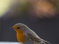 European robin (Erithacus rubecula) feeding on seeds  European robin (Erithacus rubecula) feeding on seeds : European robin, robin, Erithacus rubecula, bird, songbird, feeding food, fauna, animal, wildlife, nature, natural, seed