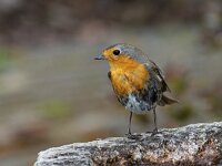 Roodborst juv #02 : Erithacus rubecula, European Robin, Roodborst, juveniel