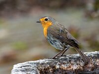Roodborst juv #03 : Erithacus rubecula, European Robin, Roodborst, juveniel