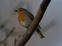 Erithacus rubecula 26, Roodborst, Saxifraga-Luc Hoogenstein