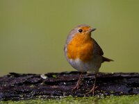 Roodborst  Roodborst Garderen : Erithacus rubecula