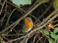 Erithacus rubecula 53, Roodborst, Saxifraga-Dirk Hilbers
