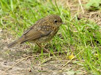 Erithacus rubecula 54, Roodborst, juvenile, Saxifraga-Bart Heijne : 2024, Erithacus rubecula, Kekerdom, Millingerwaard, jong, juli, roodborst, vogel, zomer
