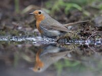 Erithacus rubecula 58, Roodborst, Saxifraga-Mark Zekhuis