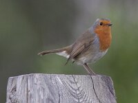 Erithacus rubecula 61, Roodborst, Saxifraga-Mark Zekhuis