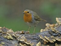 Erithacus rubecula 7, Roodborst, Saxifraga-Piet Munsterman