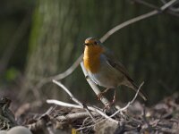 Erithacus rubecula 70, Roodborst, Saxifraga-Jan Nijendijk