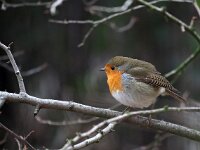 Erithacus rubecula 76, Roodborst, Saxifraga-Hans Dekker