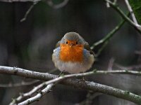 Erithacus rubecula 77, Roodborst, Saxifraga-Hans Dekker