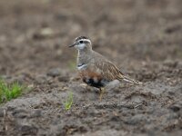 Eudromias morinellus 5, Morinelplevier, Saxifraga-Luc Hoogenstein