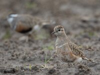 Eudromias morinellus 8, Morinelplevier, Saxifraga-Luc Hoogenstein