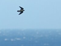 Falco columbarius 10, Smelleken, Saxifraga-Mark Zekhuis