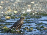 Falco columbarius 2, Smelleken, adult, female, Saxifraga-Theo Verstrael