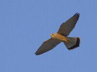 Falco naumanni 15, Kleine torenvalk, Saxifraga-Mark Zekhuis