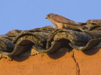 Falco naumanni 18, Kleine torenvalk, Saxifraga-Mark Zekhuis