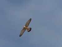 Falco naumanni 2, Kleine torenvalk, Saxifraga-Martin Mollet