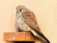 Falco naumanni 25, Kleine torenvalk, Saxifraga-Bart Vastenhouw