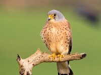 Falco naumanni 34, Kleine torenvalk, Saxifraga-Bart Vastenhouw