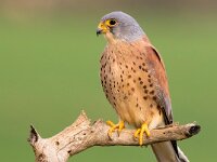 Falco naumanni 35, Kleine torenvalk, Saxifraga-Bart Vastenhouw