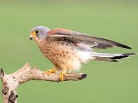 Falco naumanni 40, Kleine torenvalk, Saxifraga-Bart Vastenhouw