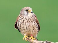 Falco naumanni 43, Kleine torenvalk, Saxifraga-Bart Vastenhouw