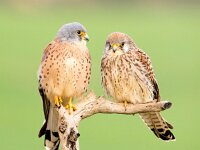 Falco naumanni 48, Kleine torenvalk, Saxifraga-Bart Vastenhouw