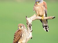 Falco naumanni 51, Kleine torenvalk, Saxifraga-Bart Vastenhouw