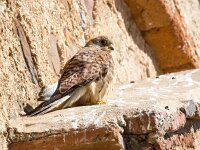 Falco naumanni 64, Kleine torenvalk, Saxifraga-Bart Vastenhouw