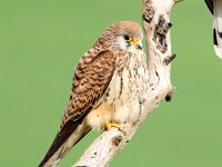 Falco naumanni 68, Kleine torenvalk, Saxifraga-Bart Vastenhouw