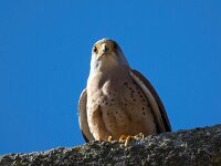 Falco naumanni 74, Kleine torenvalk, Saxifraga-Bart Vastenhouw