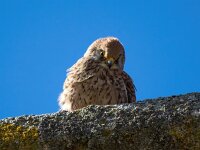 Falco naumanni 76, Kleine torenvalk, Saxifraga-Bart Vastenhouw